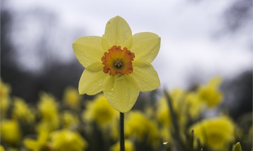 Daffodil Day 2018 - Make A Difference